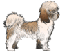 Shih Tzu Spot