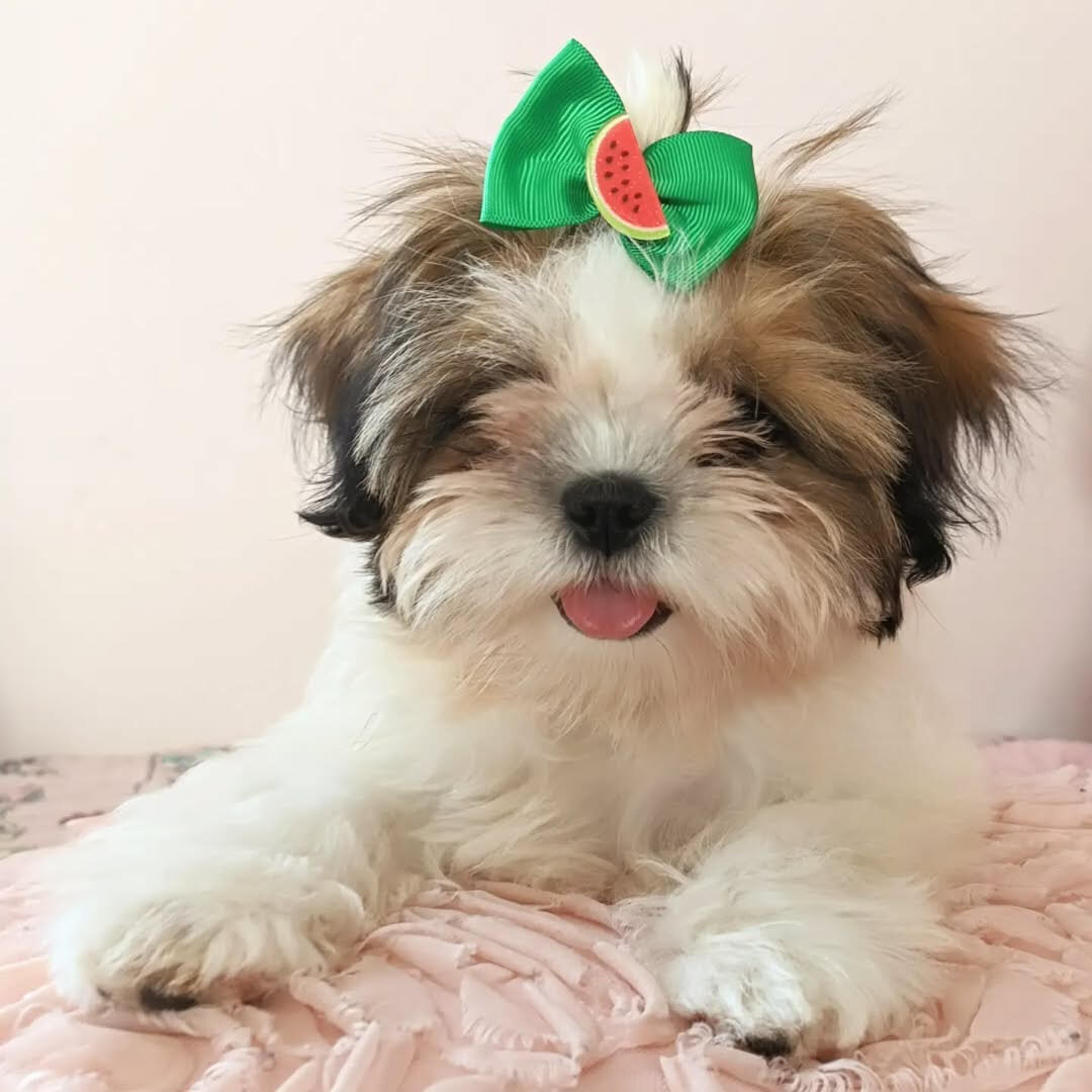 Wilson male 11 weeks old